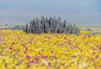 Third Sunday of Advent